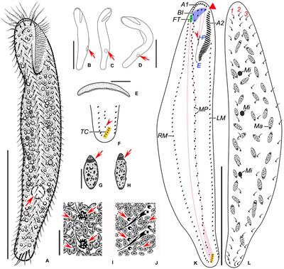 Systematics and Multi-Gene Phylogeny of the Subfamily Nothoholostichinae (Ciliophora, Hypotrichia), With Integrative Description of a New Marine Species Nothoholosticha luporinii n. sp.